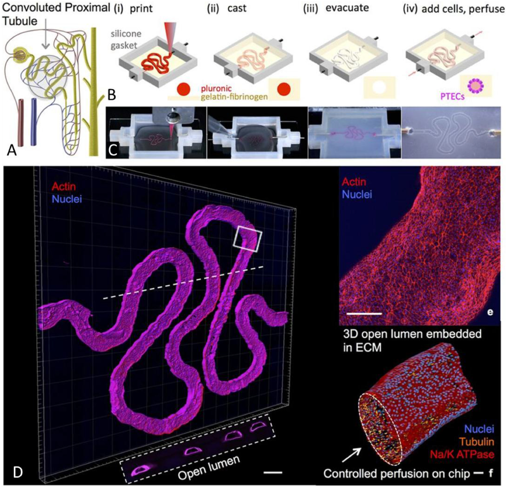 洋書 Cell and Organ Printing Bioprinting on Organ-on-Chip: Development and Applications