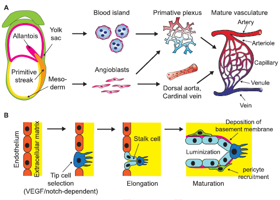 Vascularization Step Vascularization in tissue engineering: fundamentals and state-of-art ...