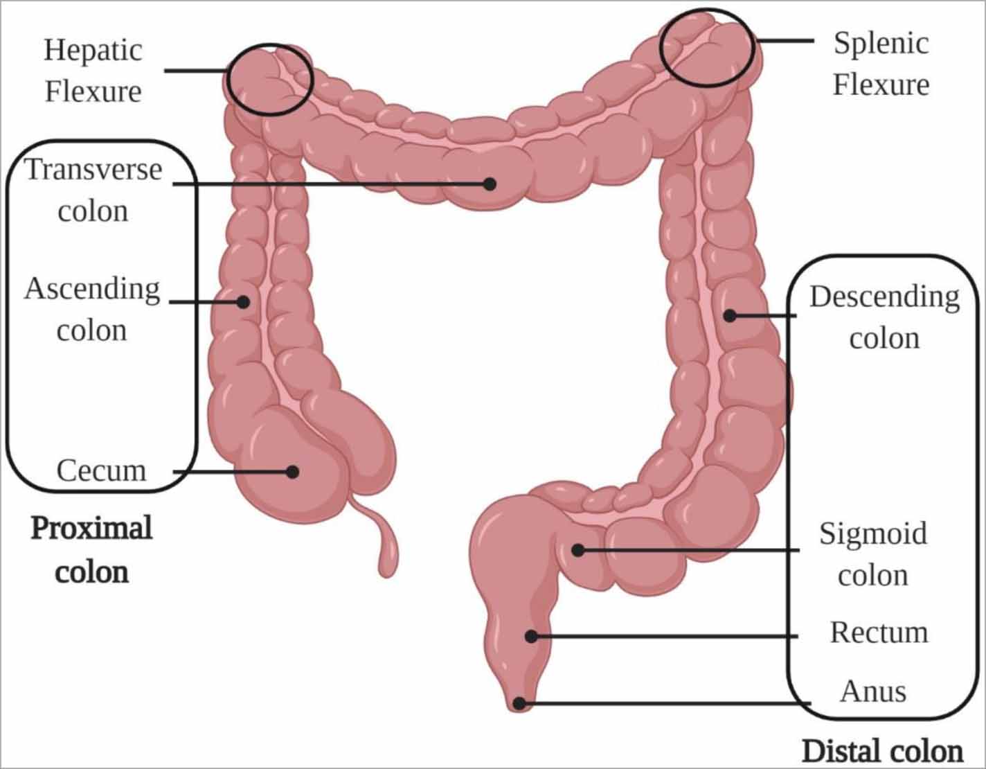 Fundamentals of the gut for capsule engineers - IOPscience