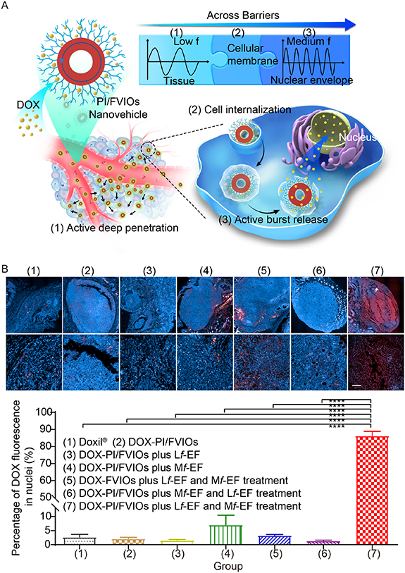 Magnetic nanomaterials-mediated cancer diagnosis and therapy - IOPscience
