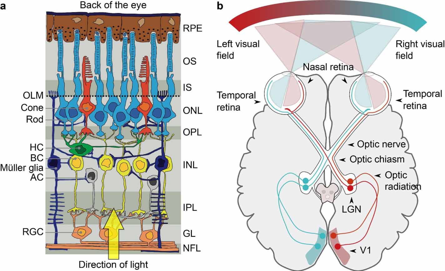 Advances in visual prostheses: engineering and biological challenges ...