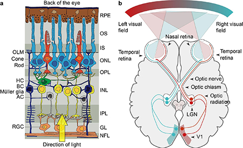 Advances in visual prostheses: engineering and biological challenges ...