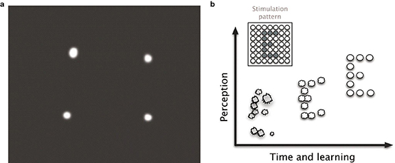 Advances in visual prostheses: engineering and biological challenges ...