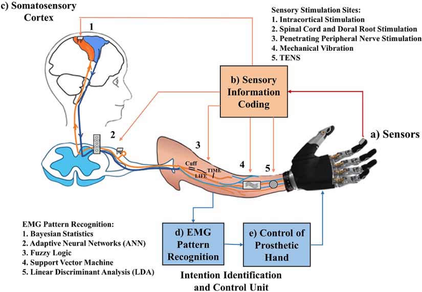 Biorealistic hand prosthesis with compliance control and noninvasive ...