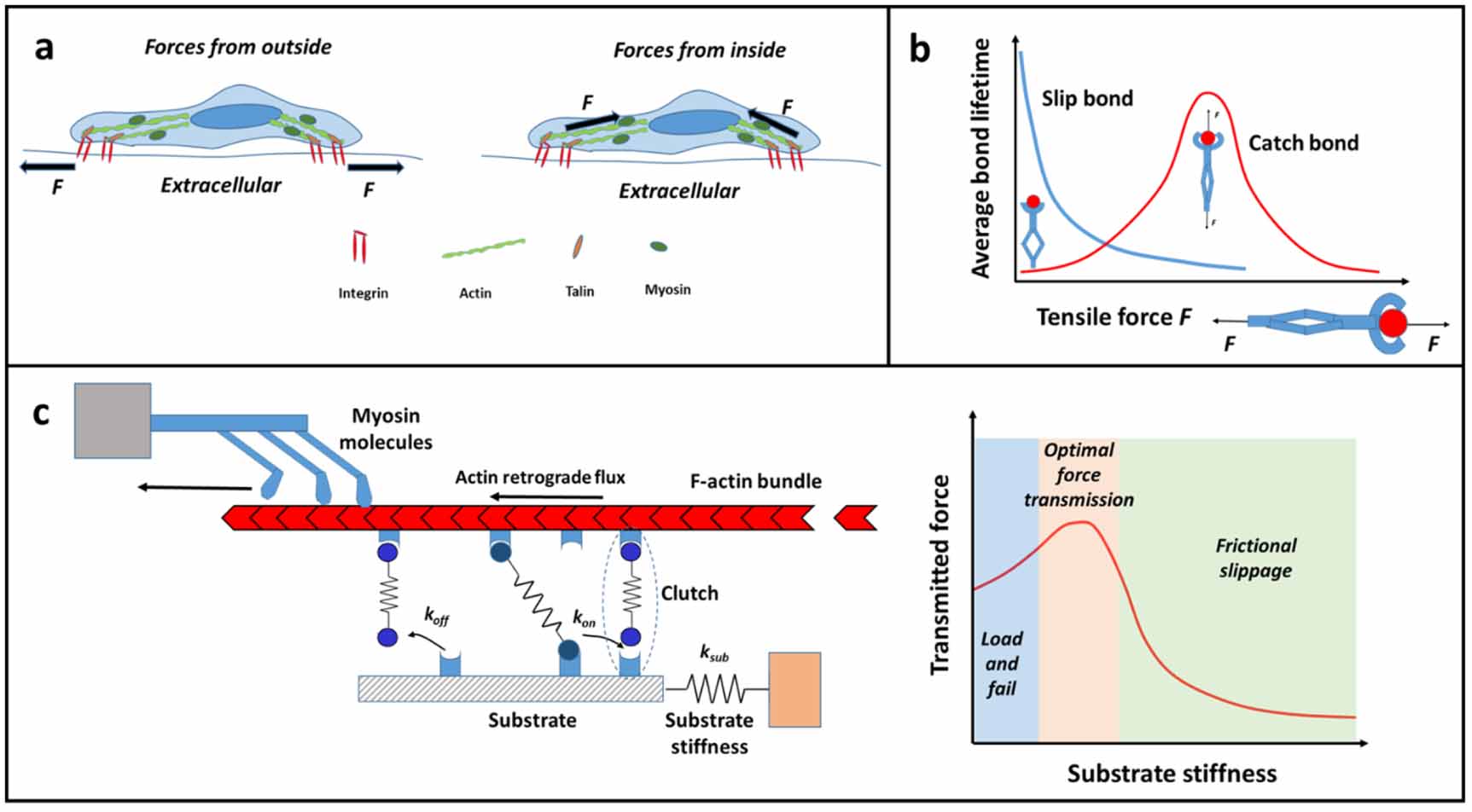Cell stretching devices integrated with live cell imaging: a powerful ...
