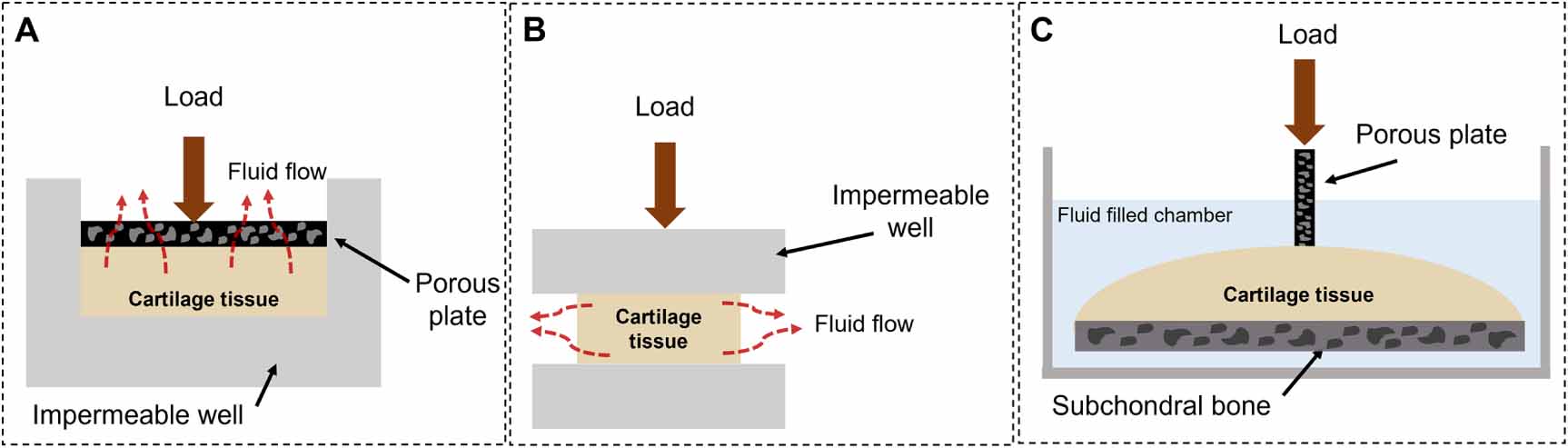 A guide to articular cartilage functioning: a comprehensive review ...