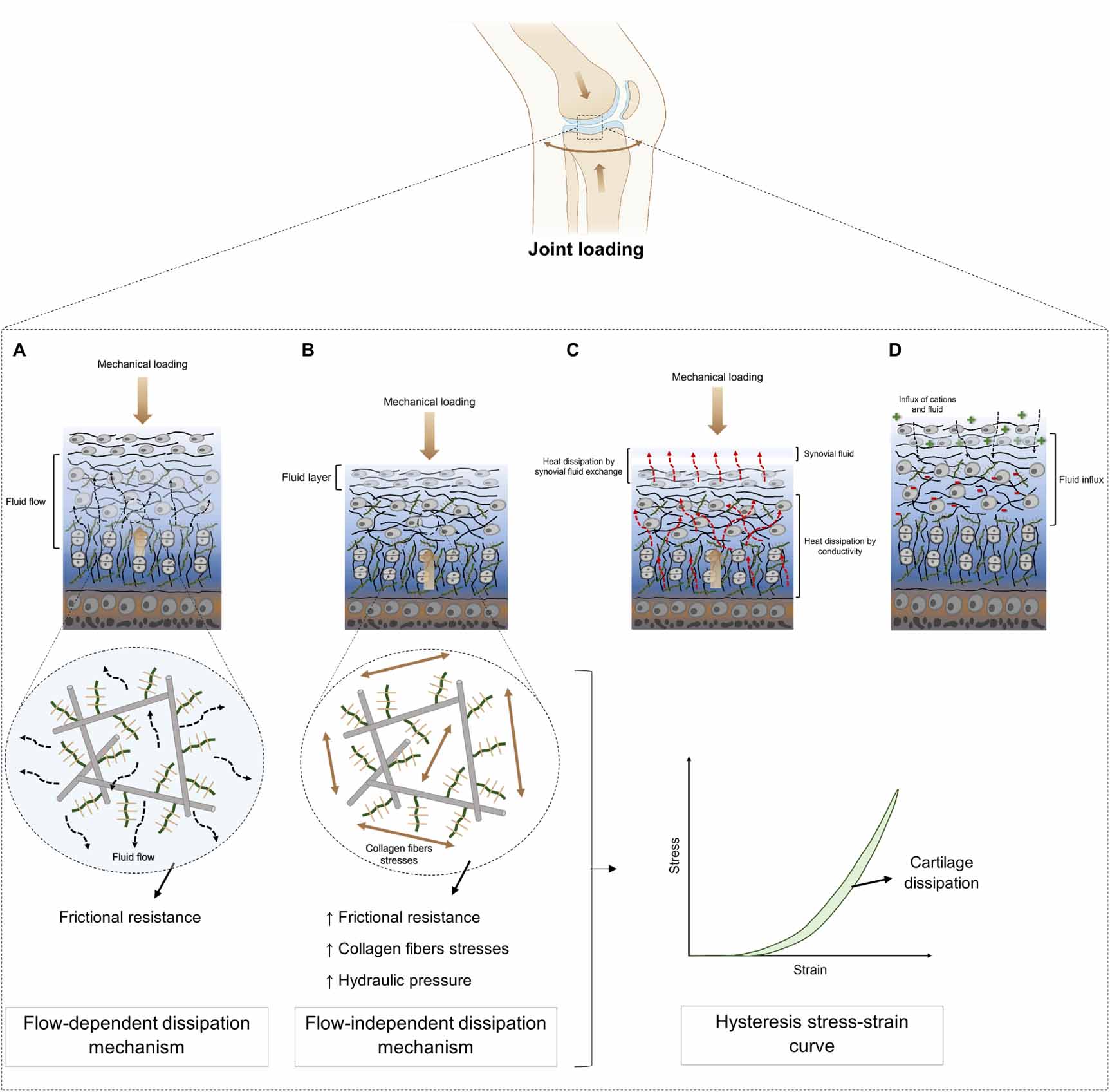 A guide to articular cartilage functioning: a comprehensive review ...