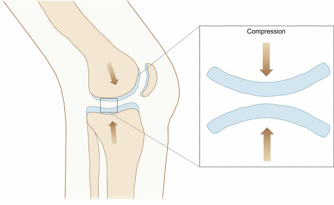 can bpc 157 regrow cartilage BPC-157 main image 0
