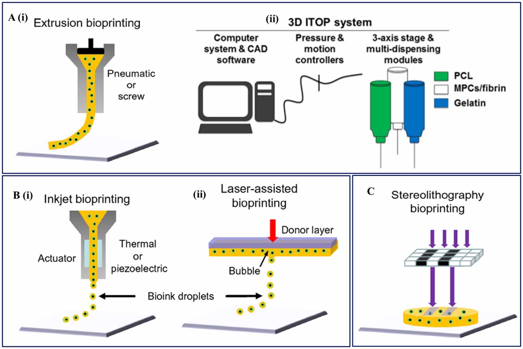 Progress in skeletal muscle tissue engineering: advancing from 3D to 4D ...