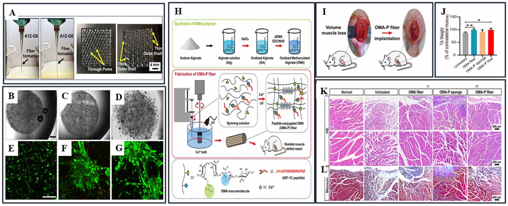 Progress in skeletal muscle tissue engineering: advancing from 3D to 4D ...