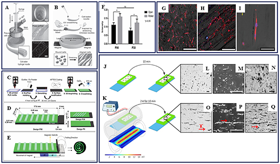 Progress in skeletal muscle tissue engineering: advancing from 3D to 4D ...
