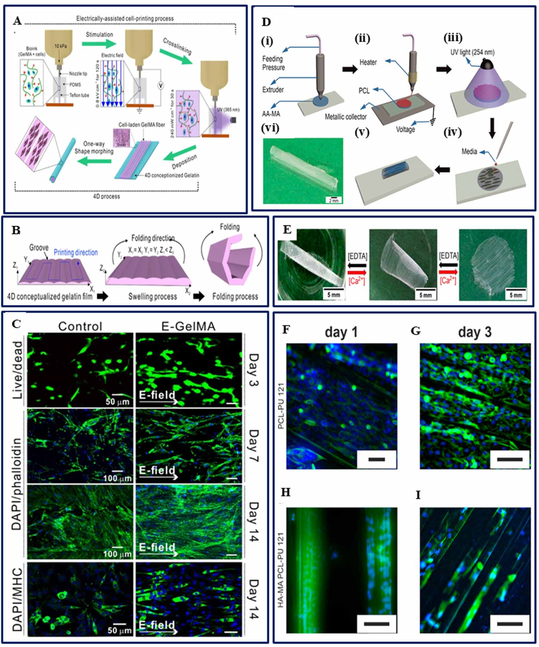 Progress in skeletal muscle tissue engineering: advancing from 3D to 4D ...