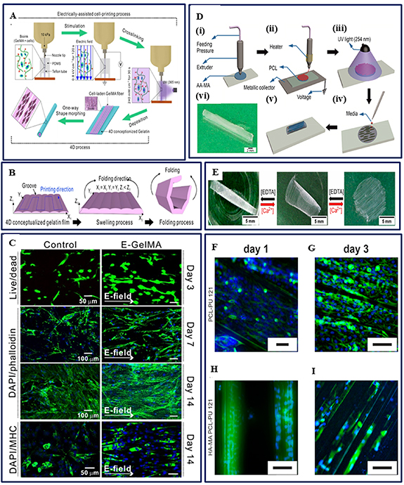 Progress in skeletal muscle tissue engineering: advancing from 3D to 4D ...