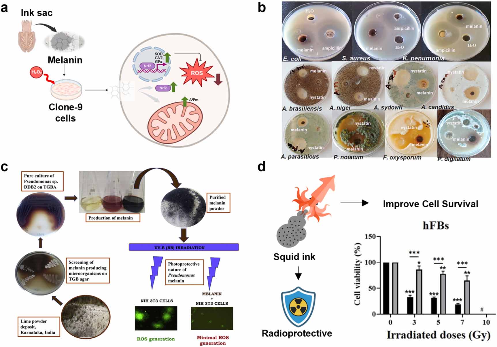 Natural melanin: a multifunctional biopigment for advanced