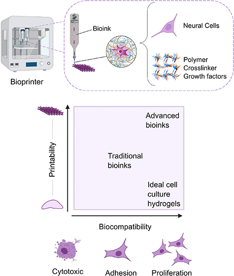 3D Bioprinting cell-laden bioinks for engineering neural tissues and ...