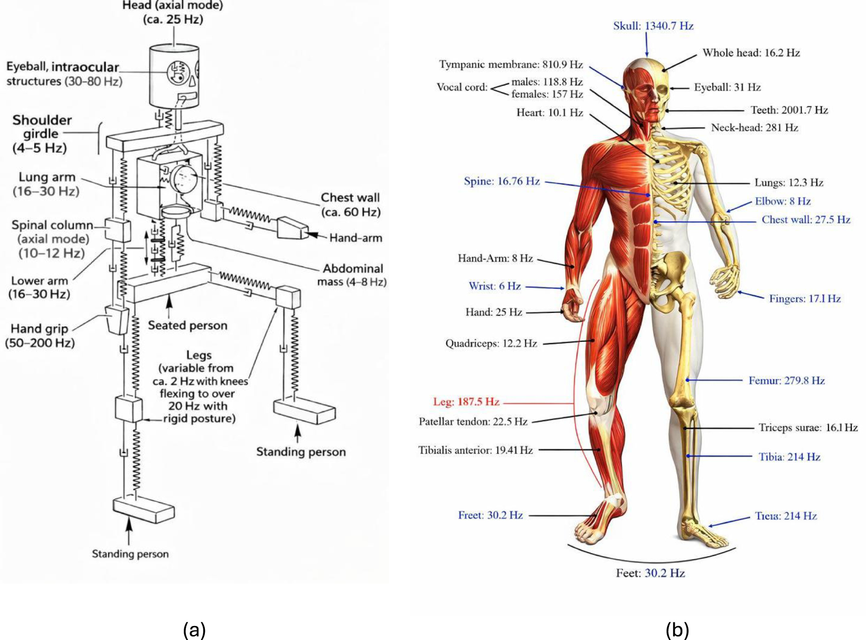 Resonant frequencies of human organs, tissues, and body parts: a ...
