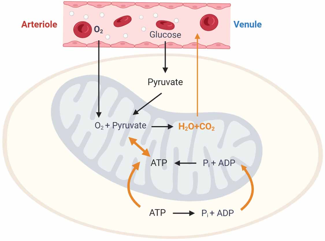 Tissue metabolism: fundamentals and advanced instrumental