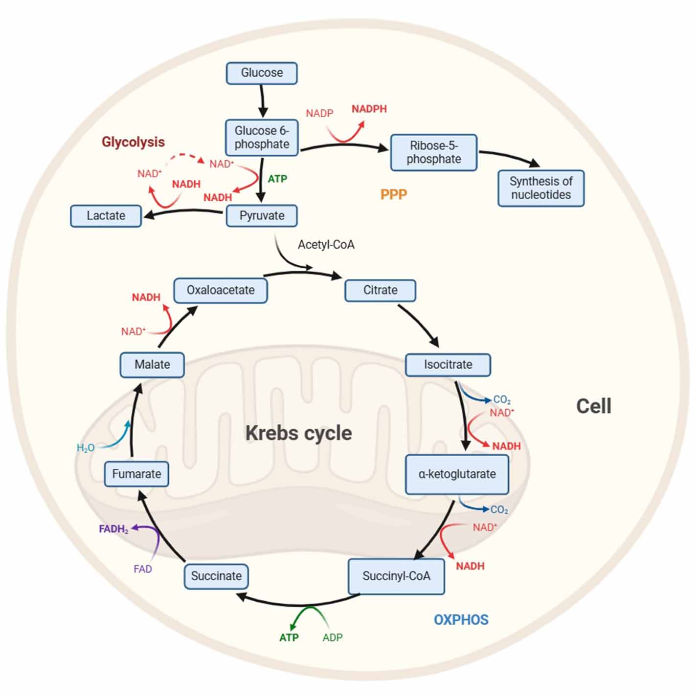 Tissue metabolism: fundamentals and advanced instrumental