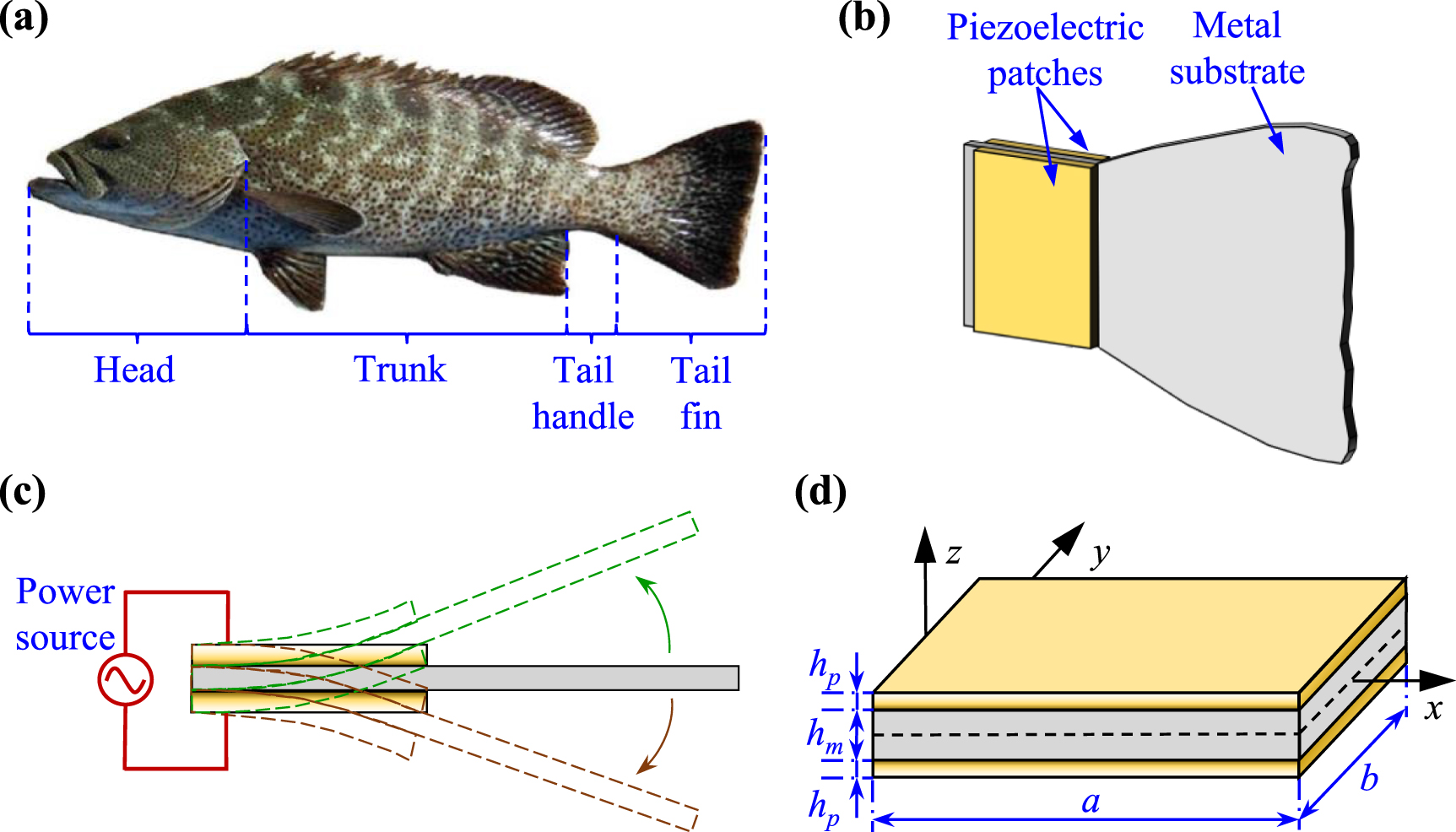 Numerical analysis of functionally graded piezoelectric bionic