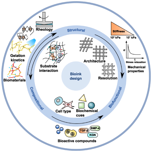Robotic in situ bioprinting for cartilage tissue engineering - IOPscience