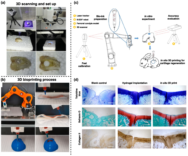 Robotic in situ bioprinting for cartilage tissue engineering - IOPscience