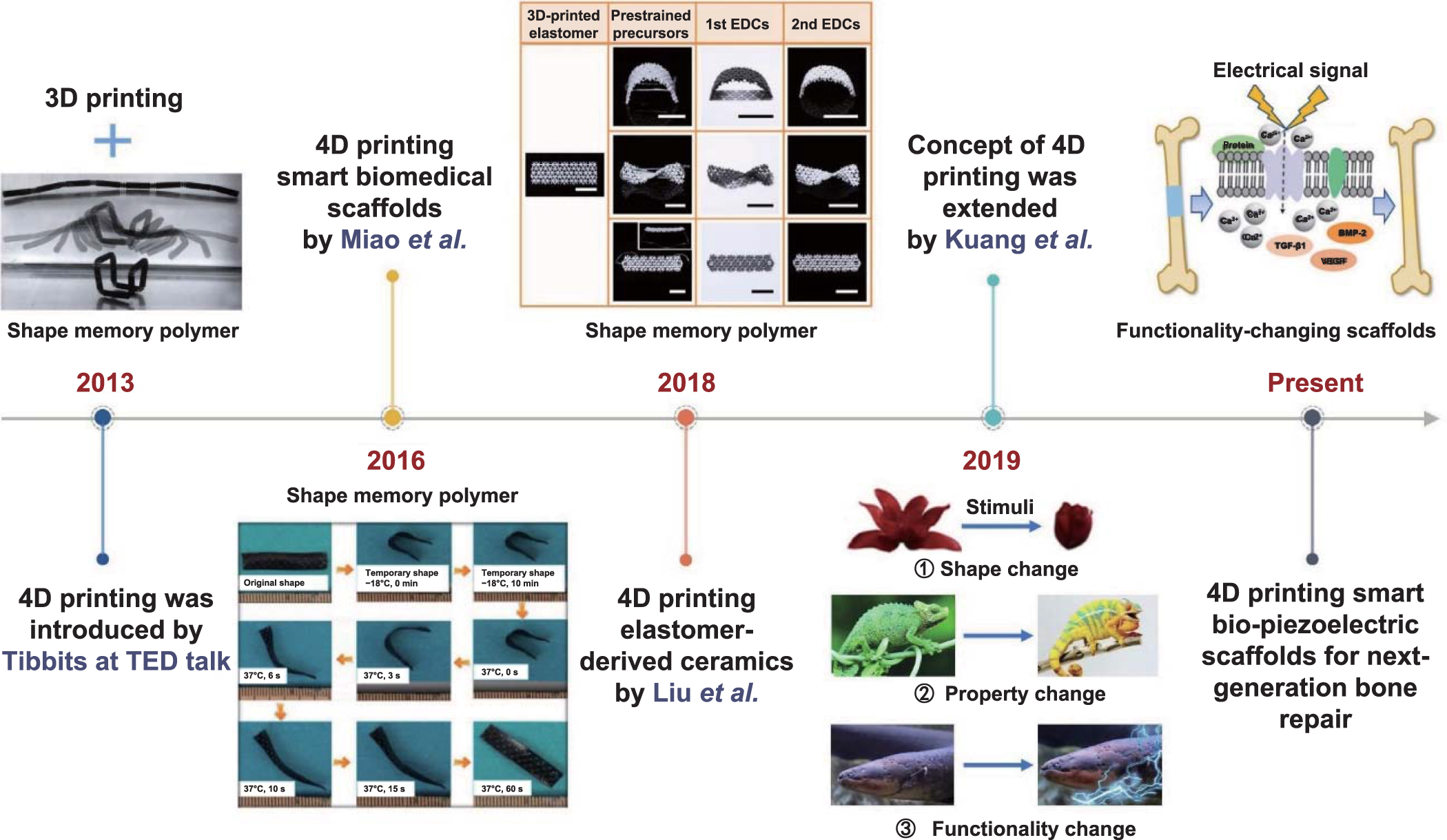 3D/4D printed bio-piezoelectric smart scaffolds for next-generation ...