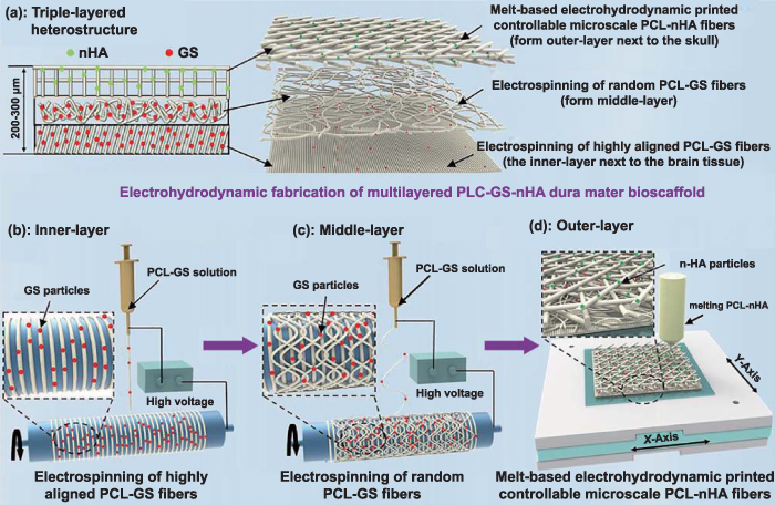 Additive manufacturing of promising heterostructure for biomedical ...