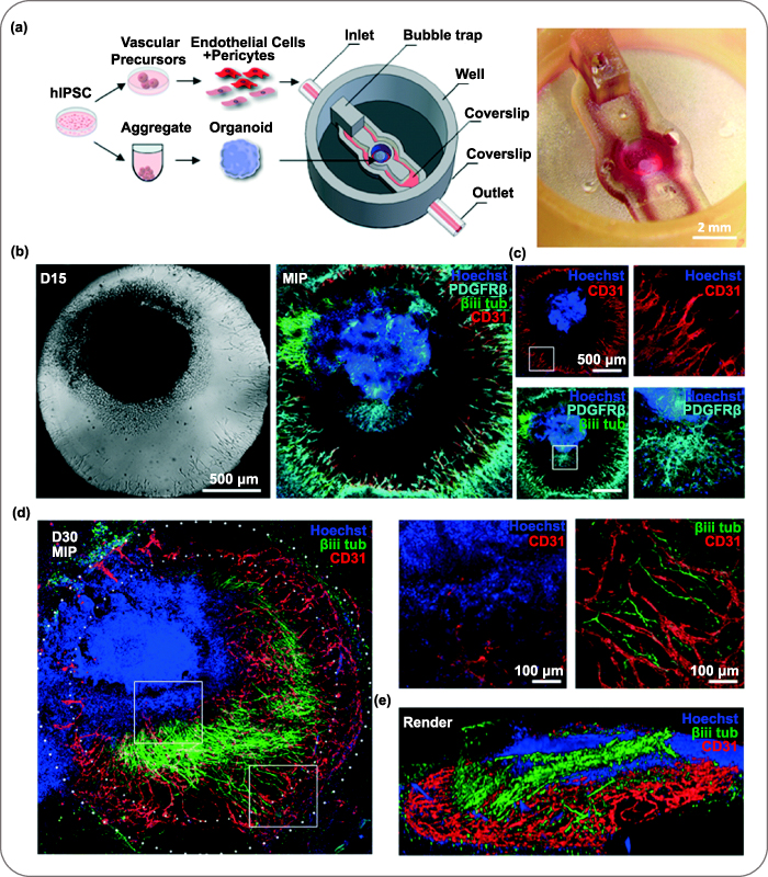 3D printing of functional bioengineered constructs for neural ...
