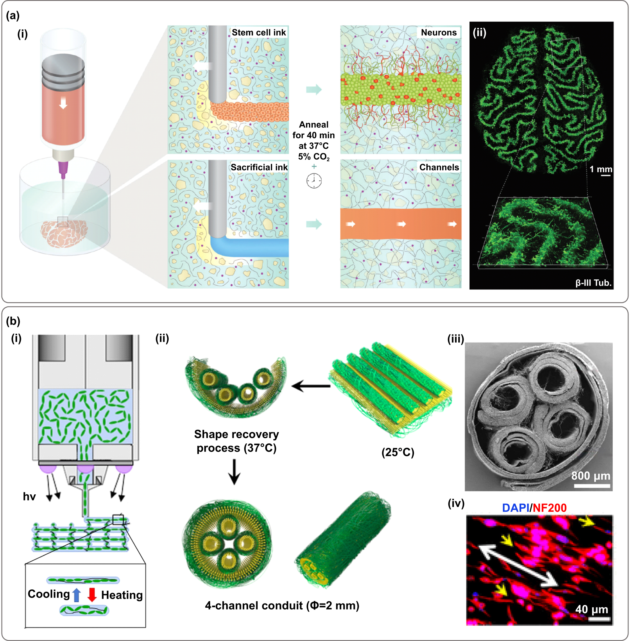 3D printing of functional bioengineered constructs for neural ...