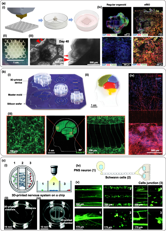 3D printing of functional bioengineered constructs for neural ...