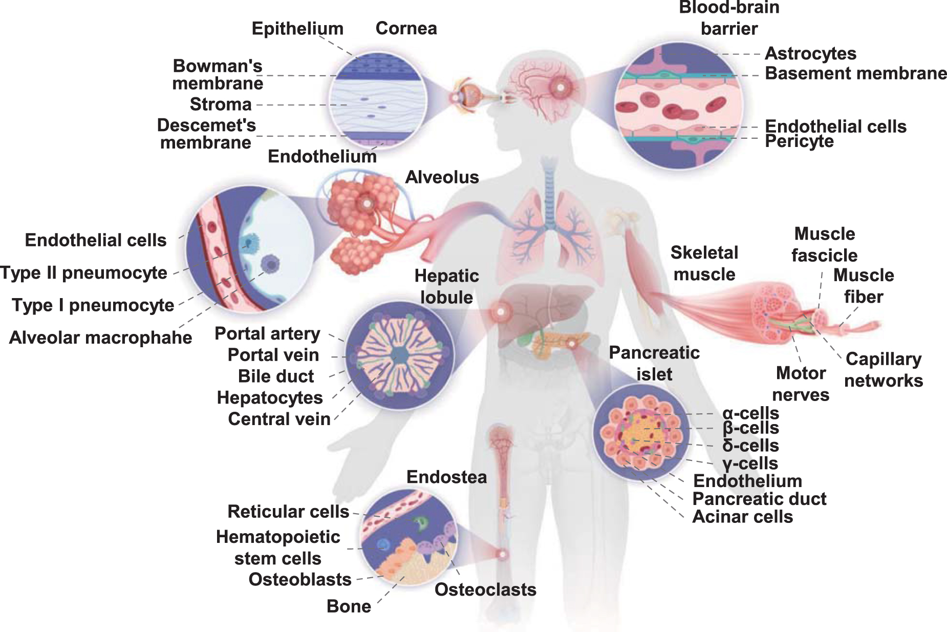 Biofabrication strategies with single-cell resolution: a review