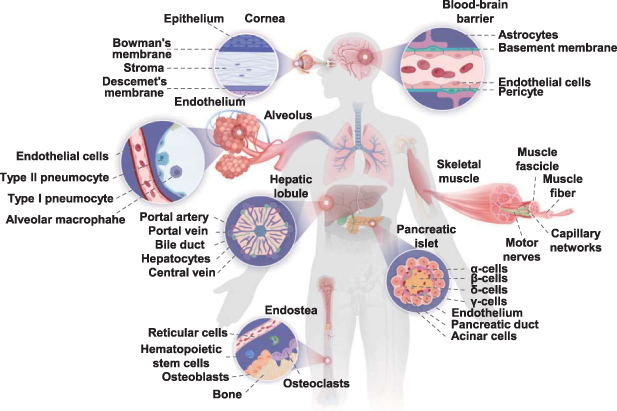 Biofabrication strategies with single-cell resolution: a review