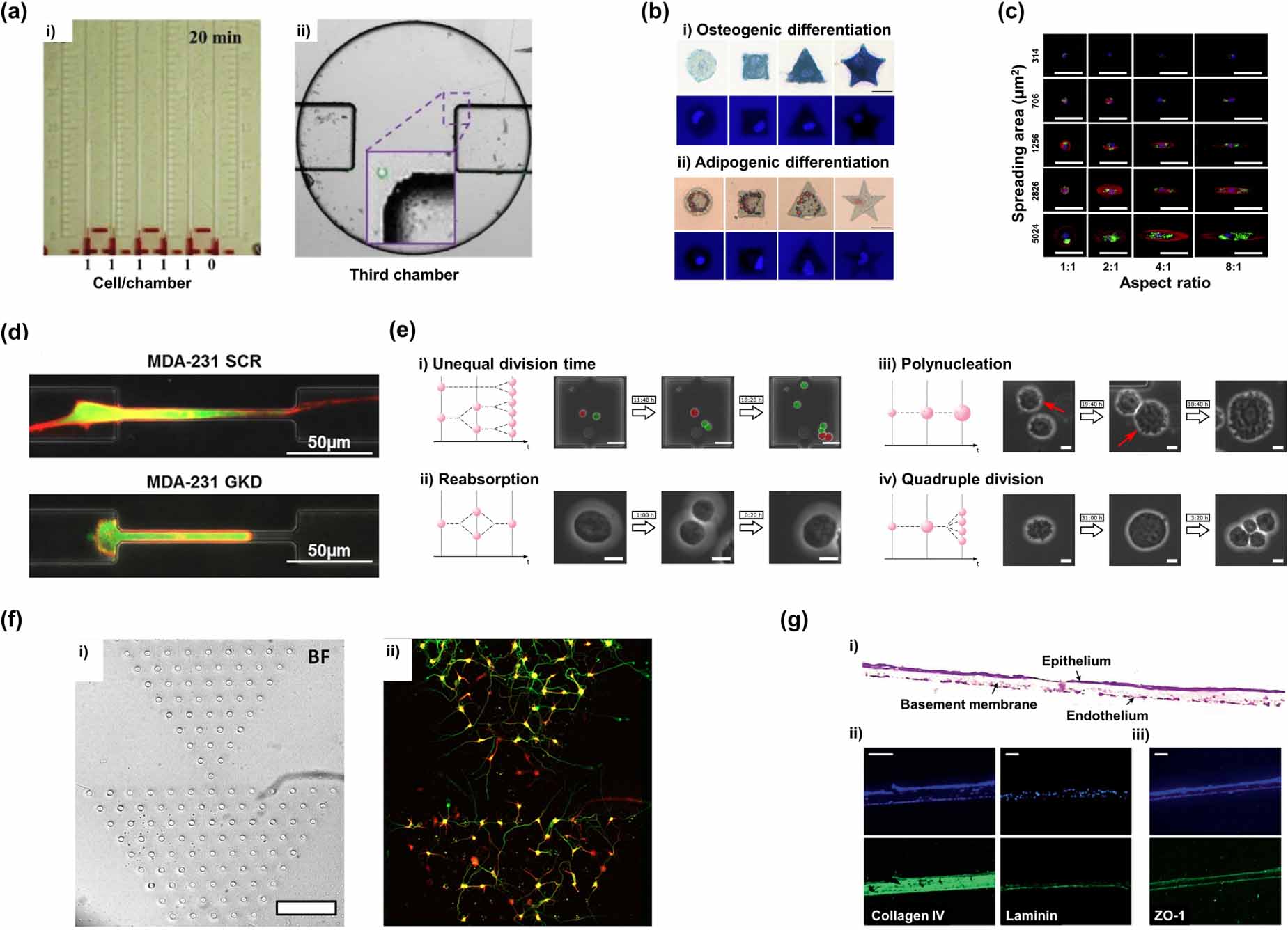 Single Cell Resolution Biofabrication strategies with single-cell resolution: a review ...