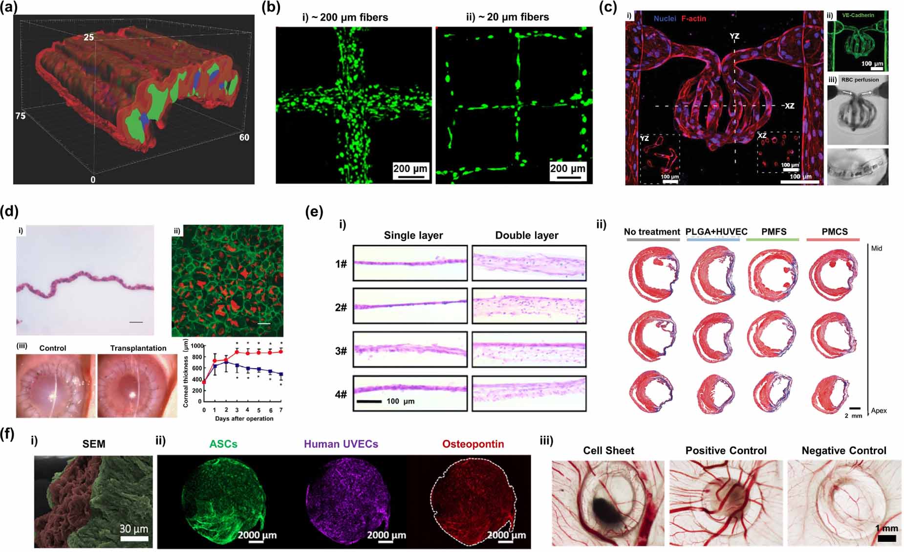 Single Cell Resolution Biofabrication strategies with single-cell resolution: a review ...