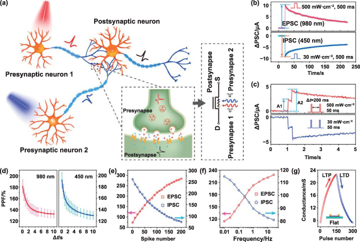 Manufacturing of graphene based synaptic devices for optoelectronic ...