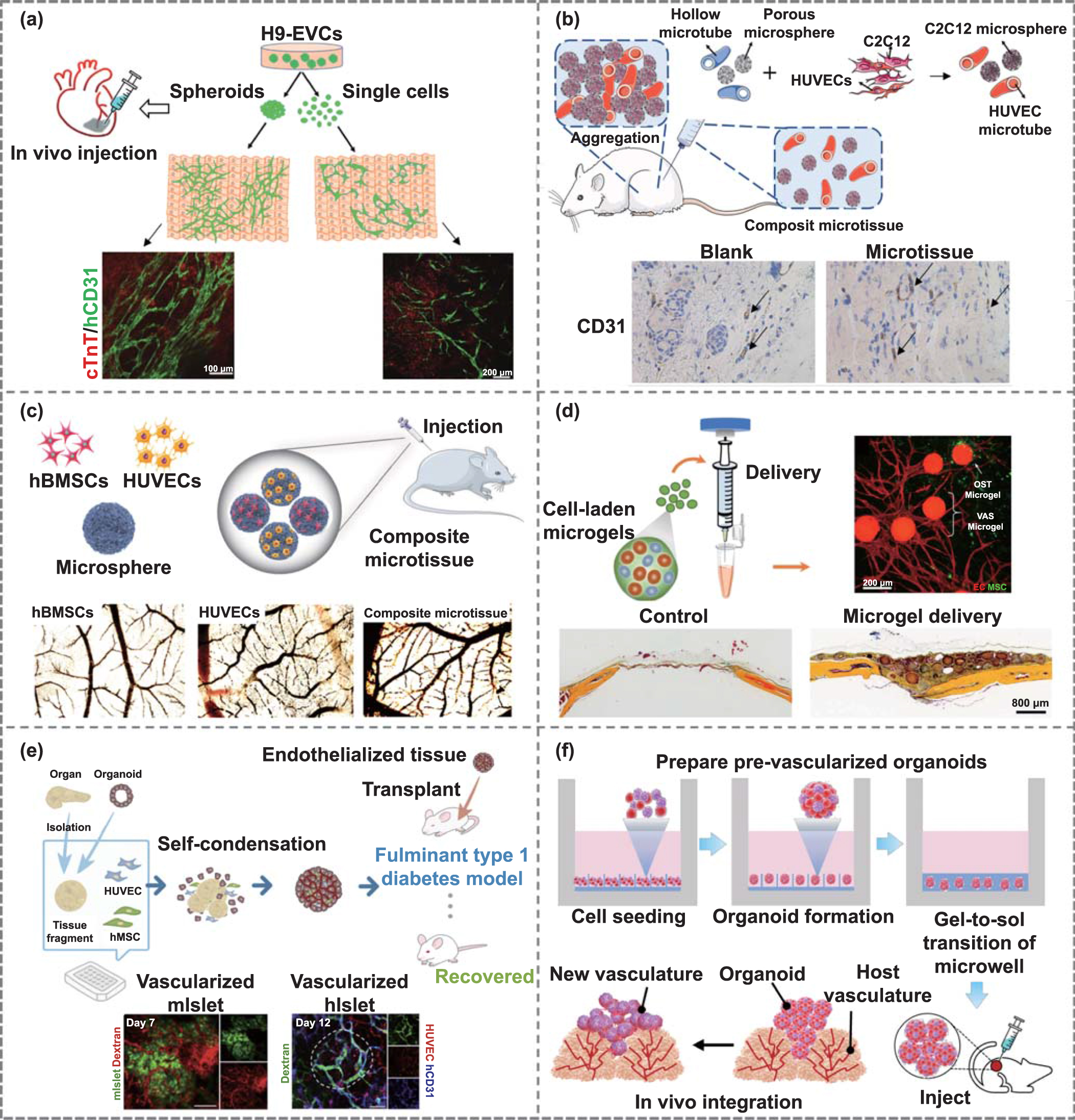 Deciphering potential vascularization factors of on-chip co