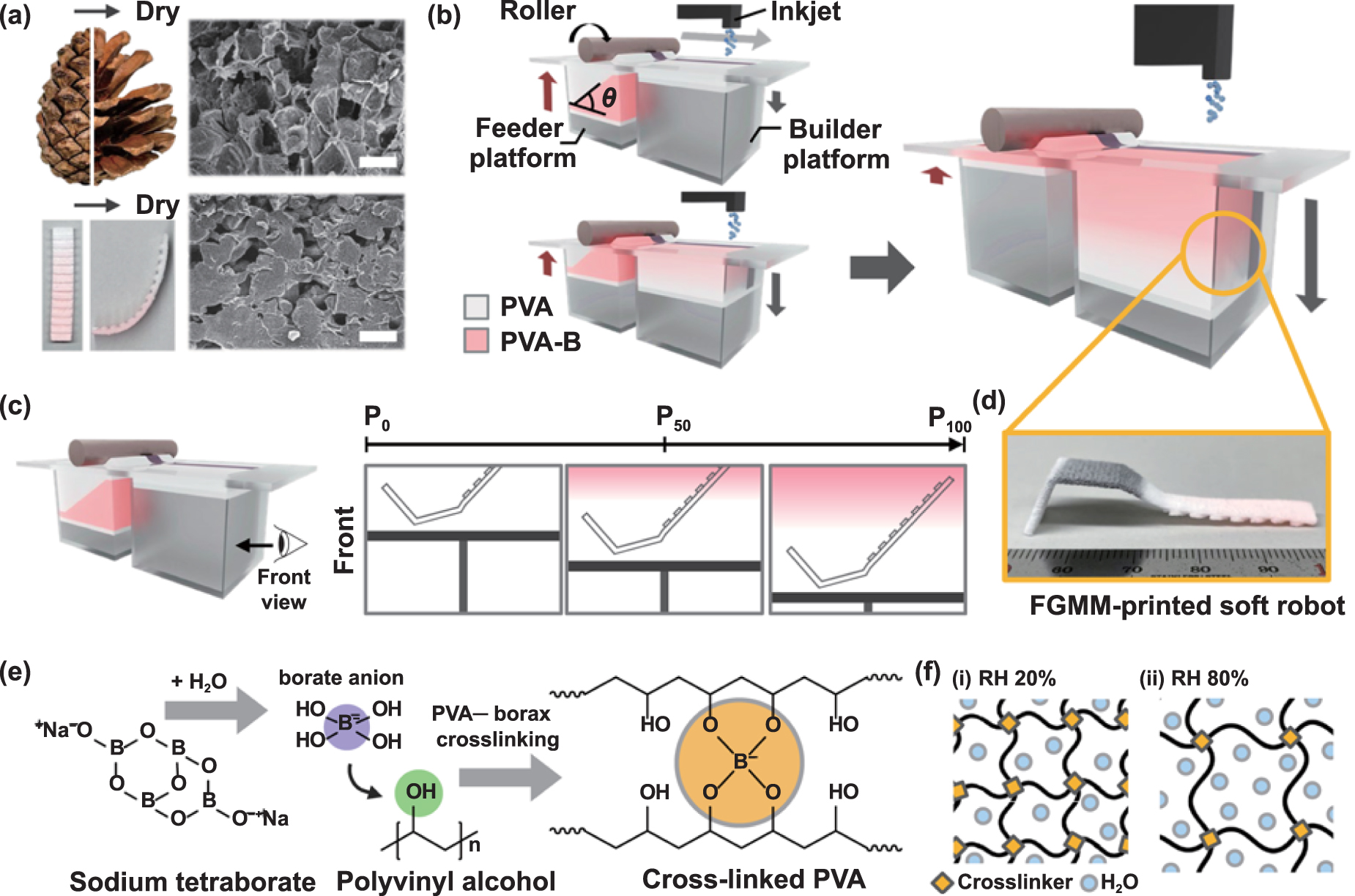 Multimorphic Storage Direct 4D printing of functionally graded hydrogel networks for ...