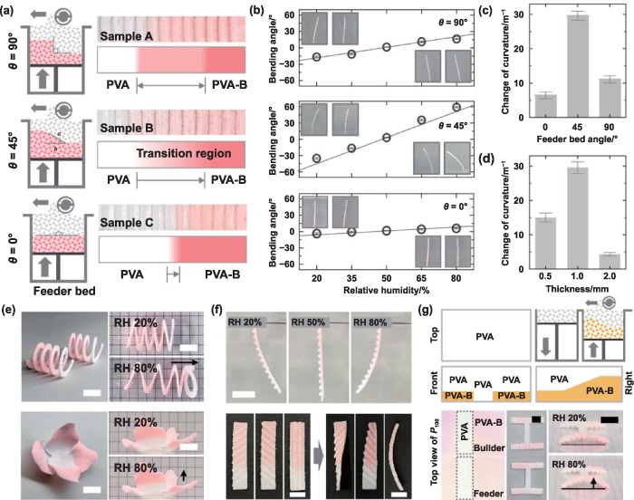 Direct 4D printing of functionally graded hydrogel networks for ...