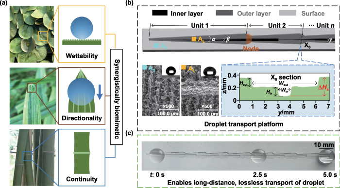 Synergistically biomimetic platform that enables droplets to be self ...