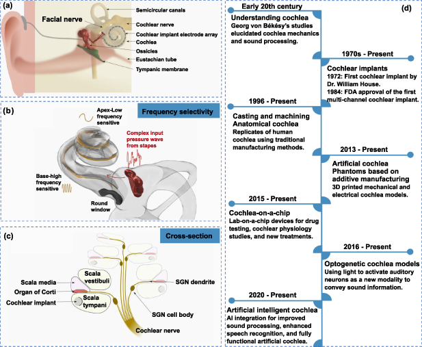 Artificial hearing systems based on functional cochlea models - IOPscience