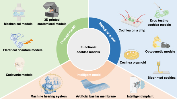 Artificial hearing systems based on functional cochlea models - IOPscience