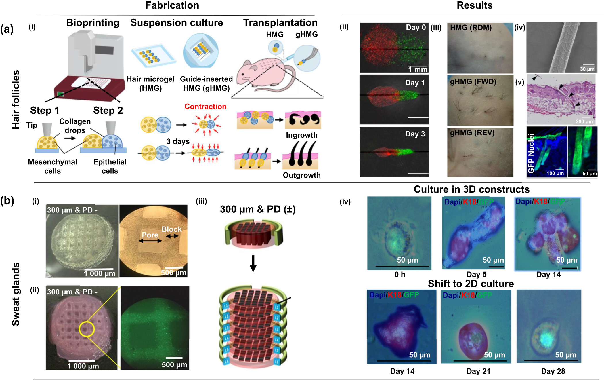 mari様② Advancements in 3D skin bioprinting: processes, bioinks