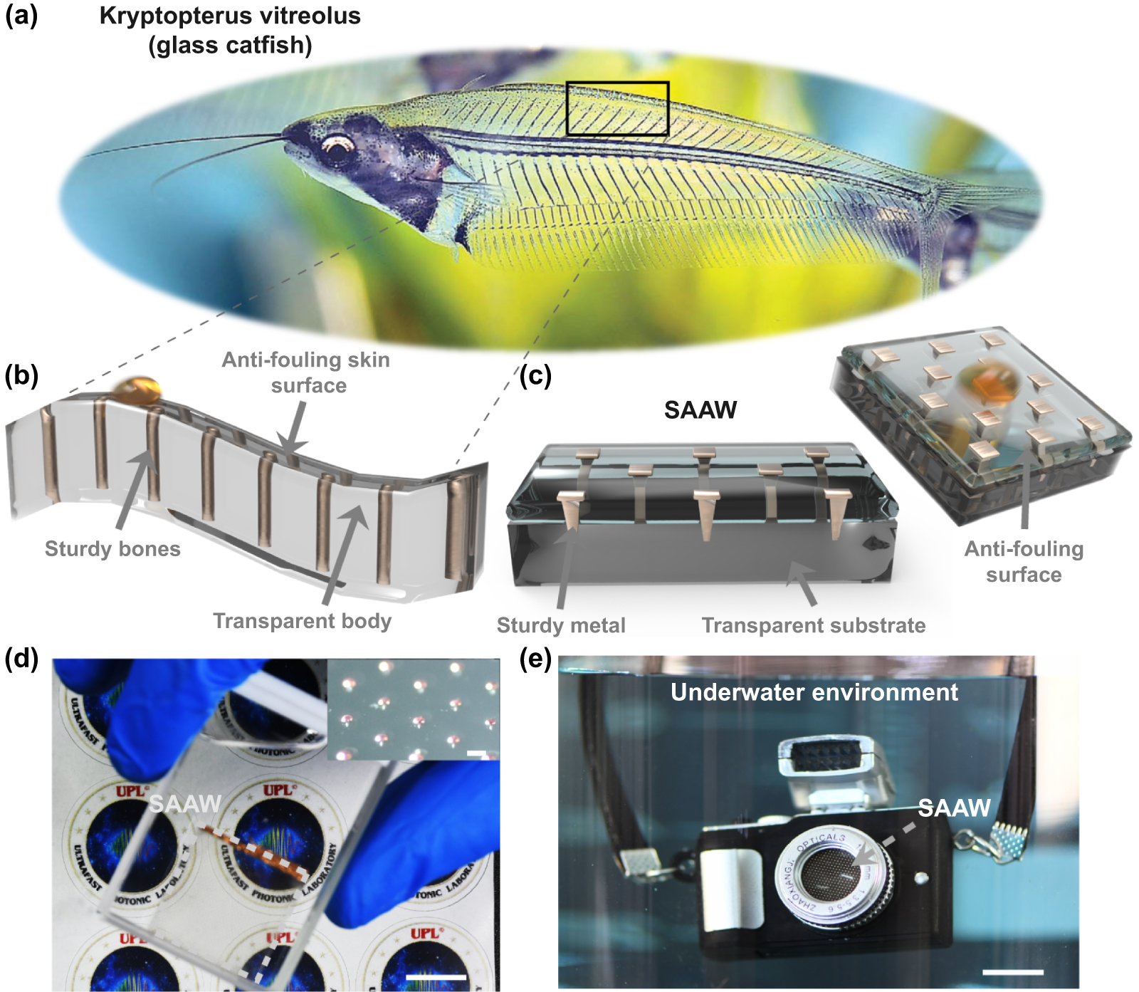 【M】 Glass catfish inspired subaquatic abrasion-resistant anti