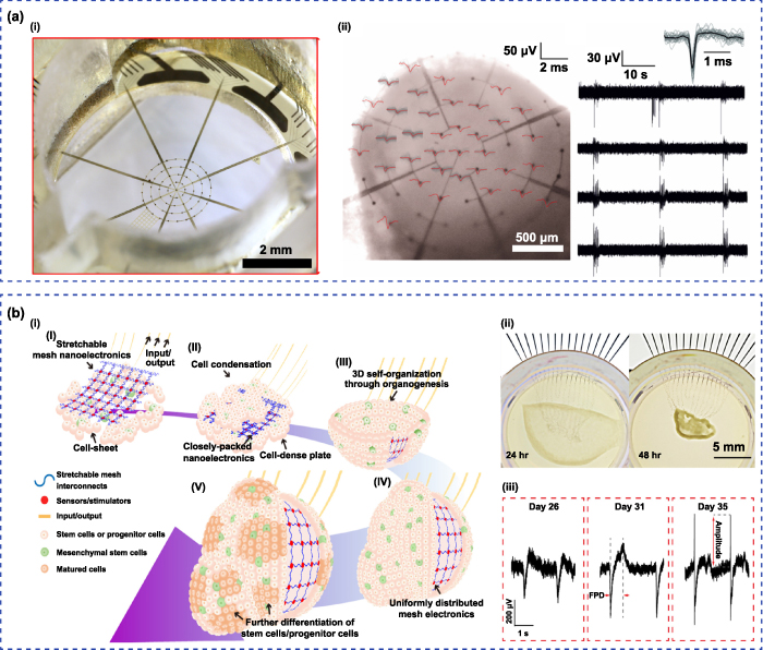 Enhancing regeneration and functionality of excitable tissues via