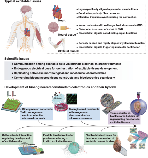 Enhancing regeneration and functionality of excitable tissues via ...