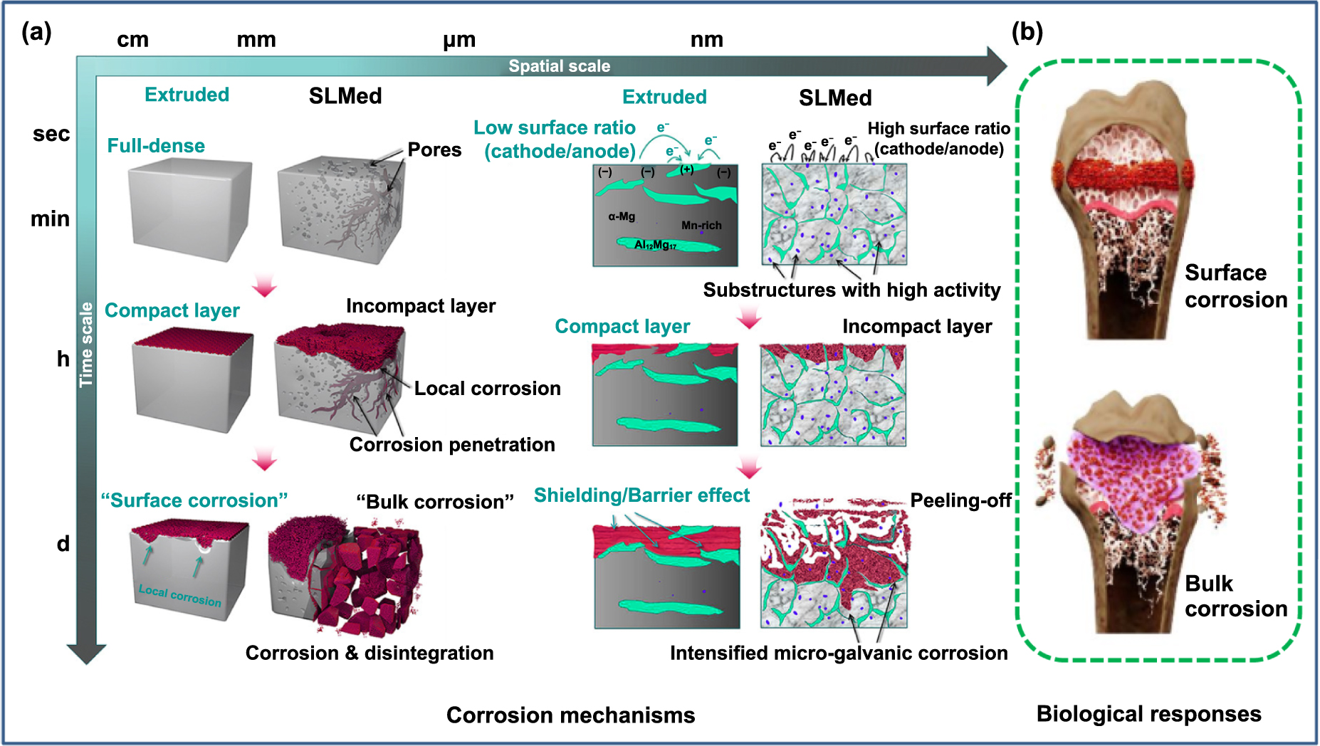 公式写真Ｂ Revolutionizing Molecular Design for Innovative Therapeutic