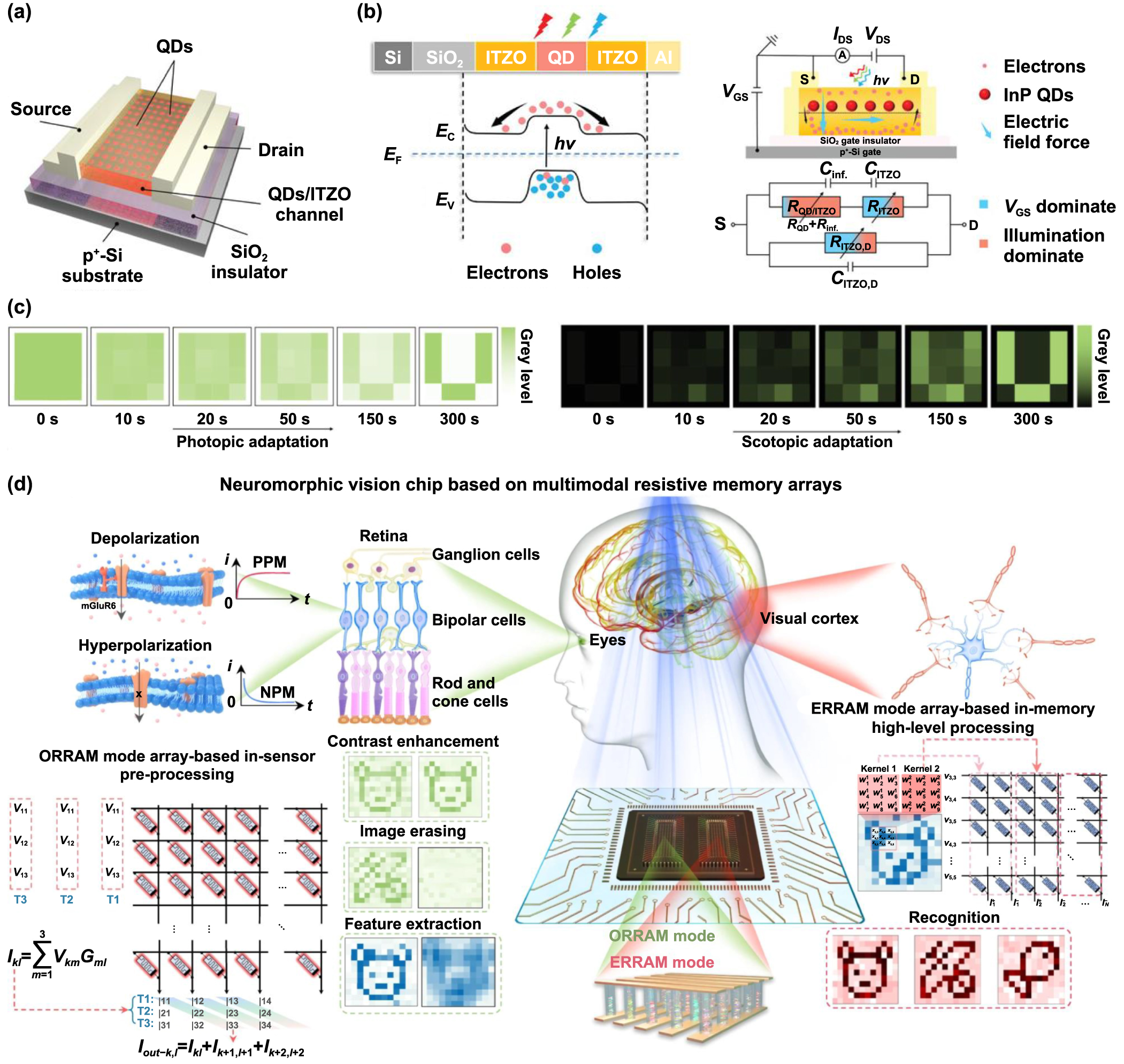 chip  Recent progress of neuromorphic sensory and optoelectronic