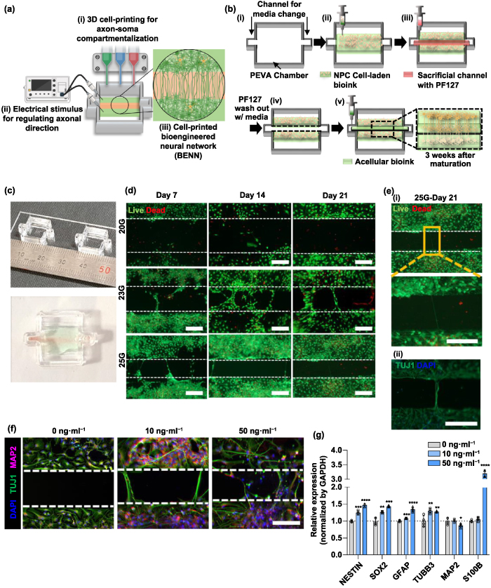 3D bioprinted unidirectional neural network and its application for ...