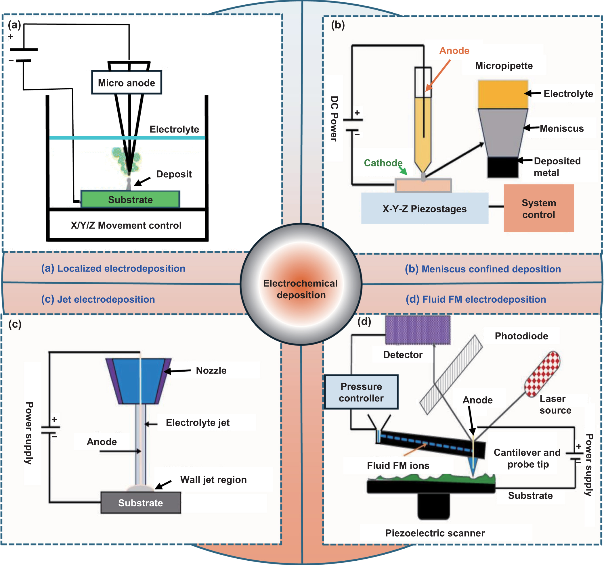 中村みつる A comprehensive review on the impact of polyphenol