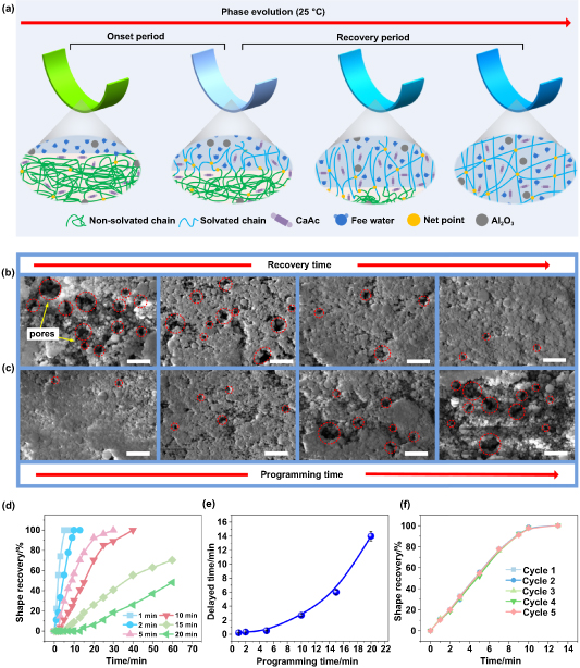 Hydrogel-shape memory polymer synergistic effect enabled 4D-printed ...